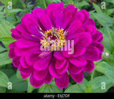 Lila Zinnia Blume Nahaufnahme Stockfoto