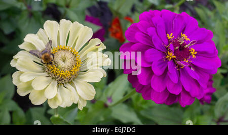 Lila und weißen Zinnie Blumen hautnah Stockfoto