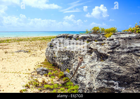 Karibische Meer Landschaft in Playacar (Playa Del Carmen), Mexiko Stockfoto