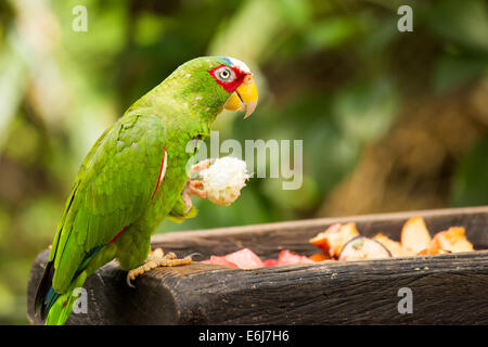 Porträt von bunten White-fronted Parrot in Mexiko Stockfoto