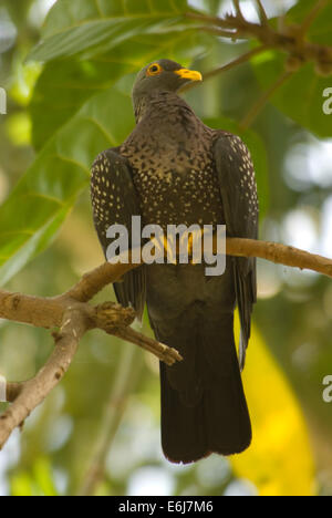 Afrikanische Olive-Taube (Columba Arquatrix), Scripps Voliere, San Diego Zoo, Balboa Park, San Diego, Kalifornien Stockfoto