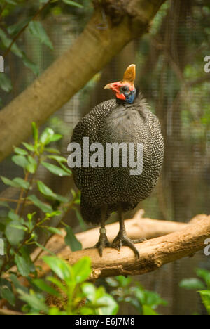 Behelmte Perlhühner (Numida Meleagris), Scripps Voliere, San Diego Zoo, Balboa Park, San Diego, Kalifornien Stockfoto