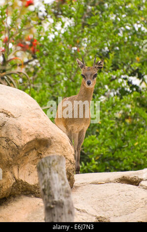 Klipspringer (Oreotragus Oreotragus), San Diego Zoo, Balboa Park, San Diego, Kalifornien Stockfoto