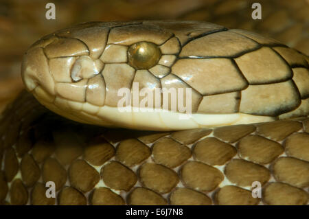 König Cobra (Ophiophagus Hannah), San Diego Zoo, Balboa Park, San Diego, Kalifornien Stockfoto