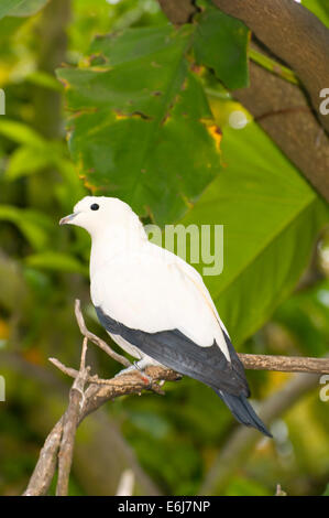 Pied Imperial Taube (Ducula bicolor), San Diego Zoo, Balboa Park, San Diego, Kalifornien Stockfoto