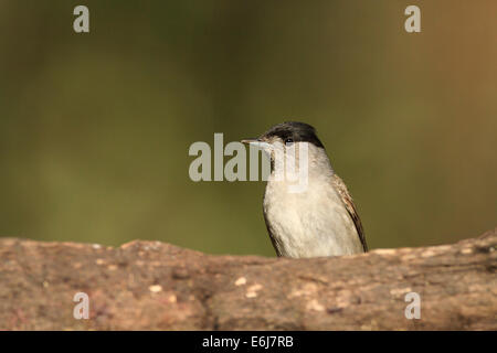 Mönchsgrasmücke (Sylvia Atricapilla) männlichen thront auf Stamm. Barcelona. Katalonien. Spanien. Stockfoto