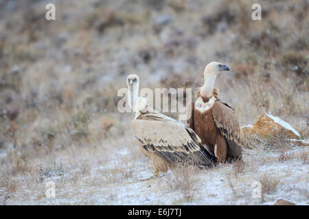 Zwei Gänsegeier (abgeschottet Fulvus) Lebensraum. Provinz Lleida. Katalonien. Spanien. Stockfoto