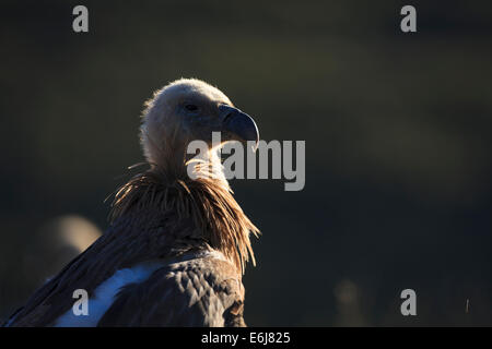 Griffon Vulture (abgeschottet Fulvus) Porträt. Provinz Lleida. Katalonien. Spanien. Stockfoto