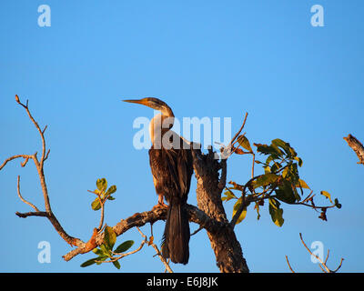 Australasian Darter, Anhinga novaehollandiae Stockfoto