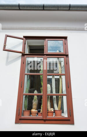 Kakteen auf dem Display auf einem Fensterbrett mit peeling Holzrahmen Stockfoto