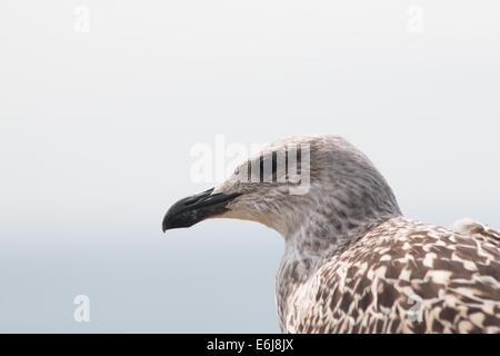 Juvenile großen Black-Backed Gull an den Saltee Inseln, Irland Stockfoto