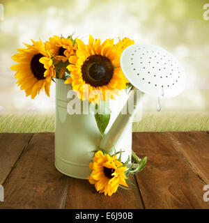 Gelbe Sonnenblumen in einer Gießkanne wgreen Stockfoto