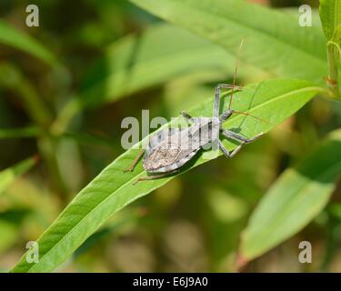 Rad-Bug - Arilus cristatus Stockfoto