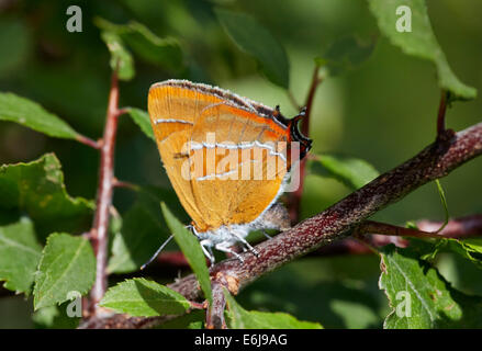 Braun Zipfelfalter Schmetterling Eiablage auf Schlehe. Steyning Schießstand, Steyning, Sussex, England. Stockfoto