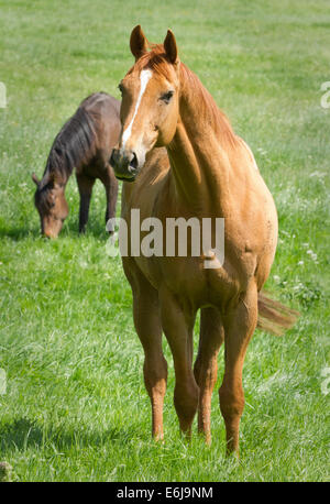 Pferde grasen auf einem Feld in North Yorkshire nahe Bulmer Dorf Stockfoto