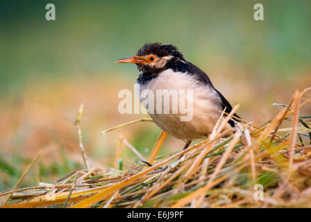 Asiatische Pied Starling Sturnus Contra Stockfoto