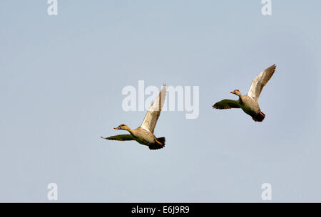 Vor Ort in Rechnung gestellt Enten im Flug Stockfoto