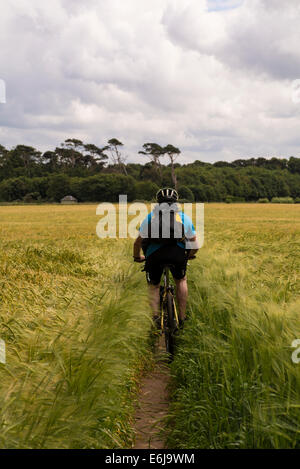 Ein Mann, Radfahren auf einem Pfad durch ein Weizenfeld. Dies ist ein Abschnitt des John Muir Weges zwischen Dirleton / Yellowcraigs und North Berwick. Stockfoto