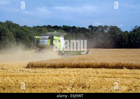 Ein Mähdrescher arbeiten in einem Weizenfeld. Stockfoto