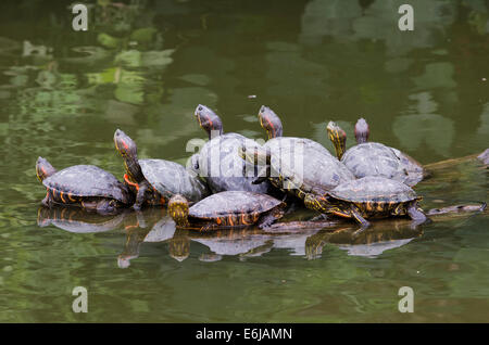 Arrau river Turtle (podocnemis expansa) in der Lima Zoo. Stockfoto