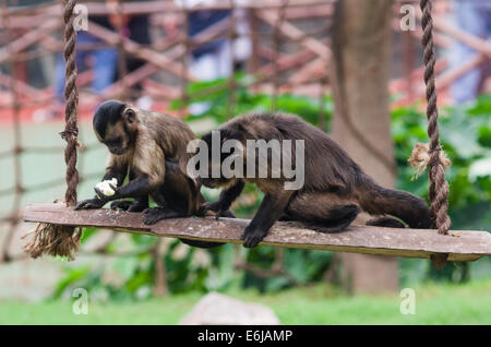 Getuftete Kapuziner (Cebus apella) in der Lima Zoo. Stockfoto