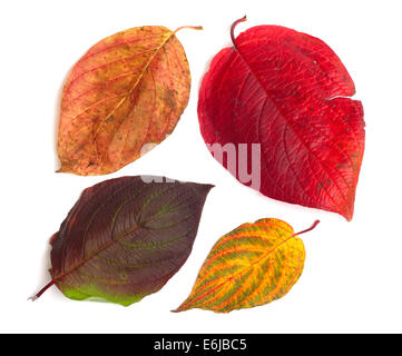 Sammlungssatz der schönen Herbstlaub isoliert auf weißem Hintergrund Stockfoto
