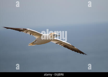 Basstölpel schweben über den Saltee Inseln, Irland Stockfoto