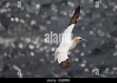 Basstölpel, die Landung auf den Saltee Inseln, Irland Stockfoto