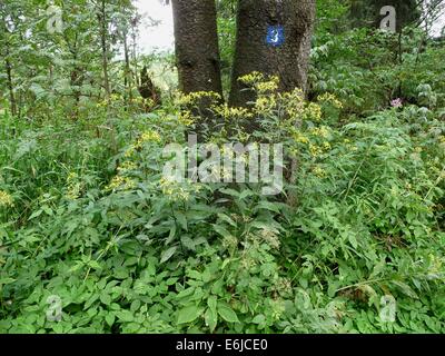 Gelb blühende Senecio Ovatus am Schafstein im Berggebiet Rhön in Hessen, im 15. August 2014 Bild. Foto: Beate Schleep Stockfoto