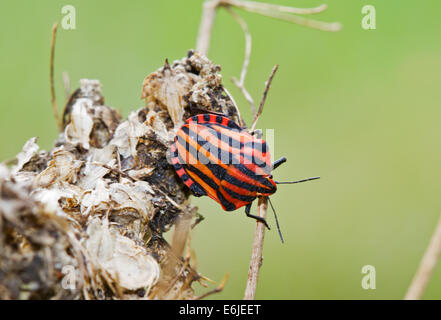 Italienische Striped-Bug, auch bekannt als Minnesänger Bug, eine orange und schwarz gestreiften Schild bug Stockfoto