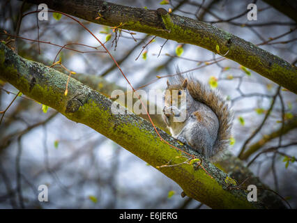 Graue Eichhörnchen Essen Erdnüsse im Regents Park, London, UK Stockfoto