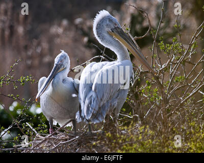 Dalmatinische Pelikane (Pelecanus Crispus) am Nest Stockfoto