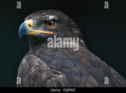 Steppenadler (Aquila Nipalensis) Stockfoto