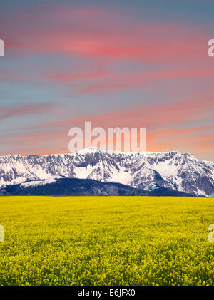 Bereich der Senf mit Schnee bedeckt Wallowa Mountains. Oregon Stockfoto