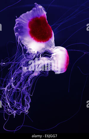 Schöne rosa Qualle auf schwarzem Hintergrund isoliert Stockfoto