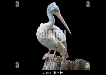 Pelikan-Porträt auf schwarzem Hintergrund isoliert Stockfoto