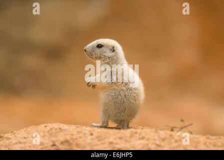 Baby-Präriehund (Cynomys Gattung) Stockfoto