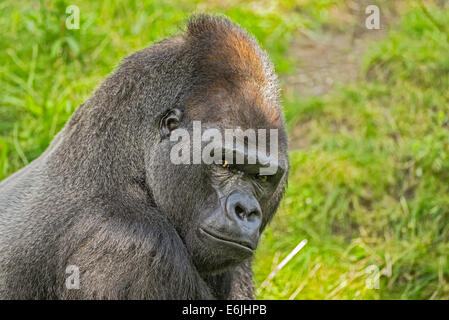 Porträtaufnahme von einem großen westlichen Flachlandgorilla Stockfoto