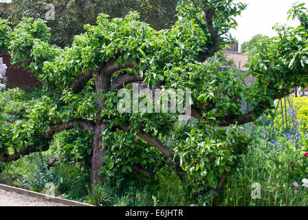 Espaliered Apfelbaum wächst in einem Land ummauerten Garten Stockfoto