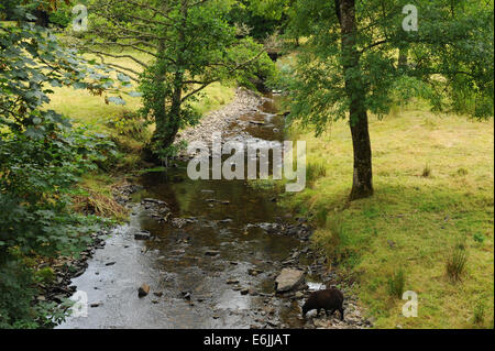 Schwarze Schafe und ein Esel, der von einem Stream in der Hartland Abbey, zwischen Bideford und Bude, an der Atlantikküste von Nord-Devon, England, Großbritannien, beweidet wird Stockfoto