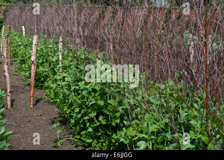 Markerbsen, angebaut im Gemüsebeet Stockfoto