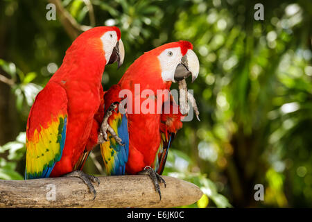 Porträt von bunten hellroten Aras Papageien in Mexiko Stockfoto