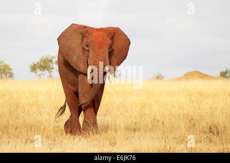 Vorderansicht des roten Elefanten im Tsavo-Park, Kenia Stockfoto