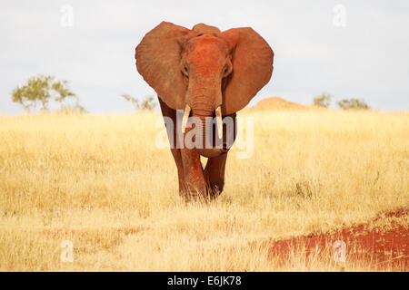 Vorderansicht des roten Elefanten im Tsavo-Park, Kenia Stockfoto