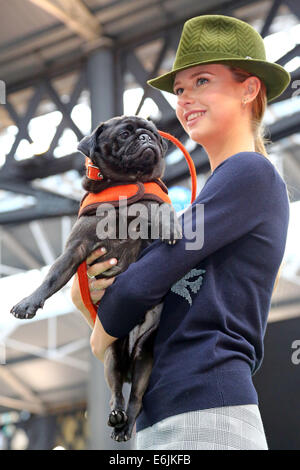 London, UK. 25. August 2014. Vinnie der Mops an Old Spitalfields Market Pfote Pageant 2014, London. Eine Vielzahl von Doggy Dudes zog Couture-Designer-Mode von der Königin der Eckzahn Couture, Lilly Shahravesh LoveMyDog, finanzieren für Battersea Hund & Katzen zuhause in einer speziellen Doggy Modenschau zu erhöhen. Jeder Hund wurde von Models tragen eine Auswahl an Mode von NW3, Oliver Bonas, Albam, Jigsaw Menswear, Hackett, Traffic People, Jones und Jones und Schuh Botschaft begleitet. Bildnachweis: Paul Brown/Alamy Live-Nachrichten Stockfoto