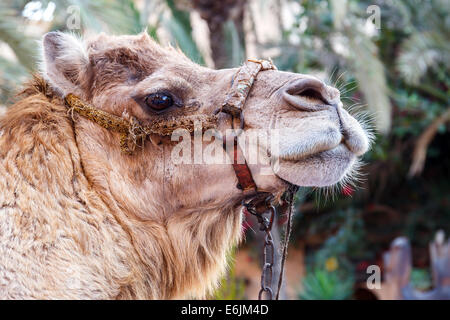 Porträt eines Kamels in Agadir, Marokko Stockfoto