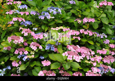 Blühender Hydrangea-Strauch in der Hartland Abbey, zwischen Bideford und Bude, an der Atlantikküste von Nord-Devon, England, Großbritannien Stockfoto