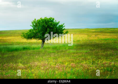 Einsamer Baum und Wildblumen. Zumwalt Prairie, Oregon Stockfoto