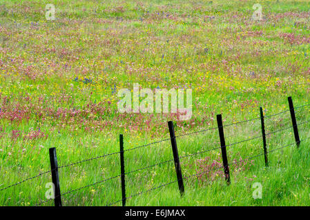 Zaun mit Wildblumen. Zumwalt Prairie Preserve, Oregon Stockfoto