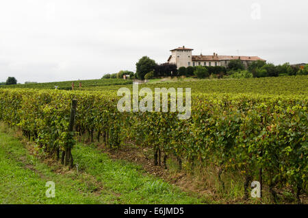 Weinberge von La Montina Wein in Il Dosello in der Franciacorta Region Lombardei, Norditalien. Stockfoto